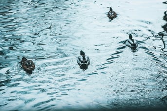 aleksander-vlad-sOksnh_vels-unsplash