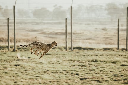 cara-fuller-34OTzkN-nuc-unsplash