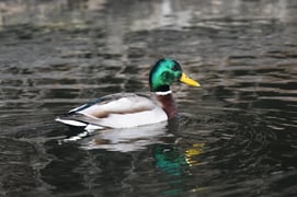 joe-cox-z71vsvjPcE4-unsplash