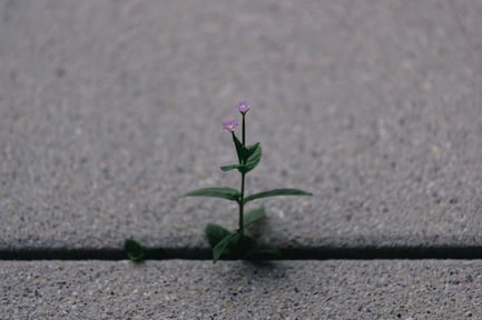 lucas-chizzali-kDHkfujUCyU-unsplash