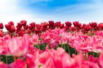 martin-sanchez-PVjJ0TvqZ50-unsplash