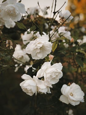 olga-chill-HbjdV-YIyFM-unsplash