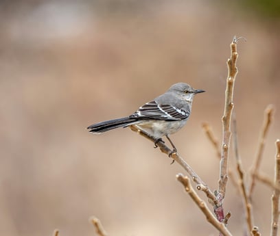 patrice-bouchard-dde-dQ26r2A-unsplash-1